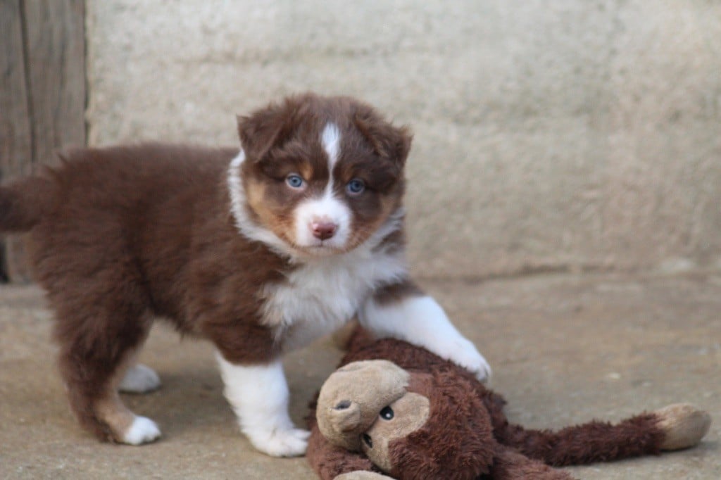 Dream Of Manou And Dounette - Chiots disponibles - Berger Australien