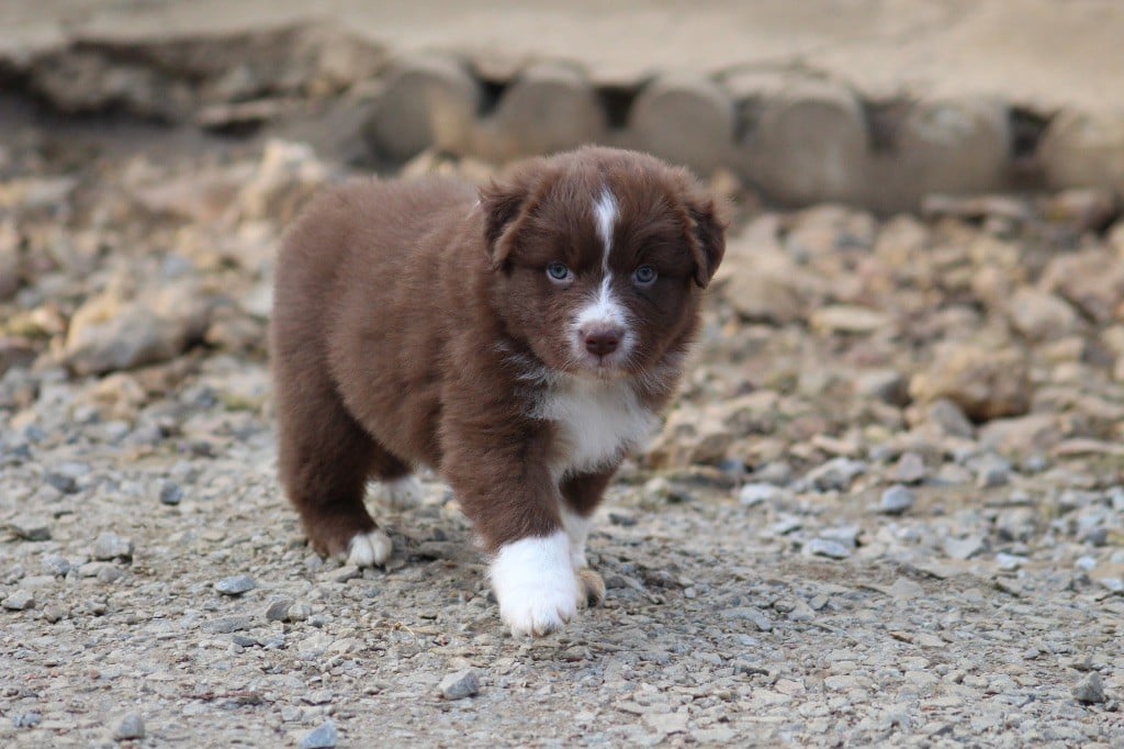 Dream Of Manou And Dounette - Chiots disponibles - Berger Australien