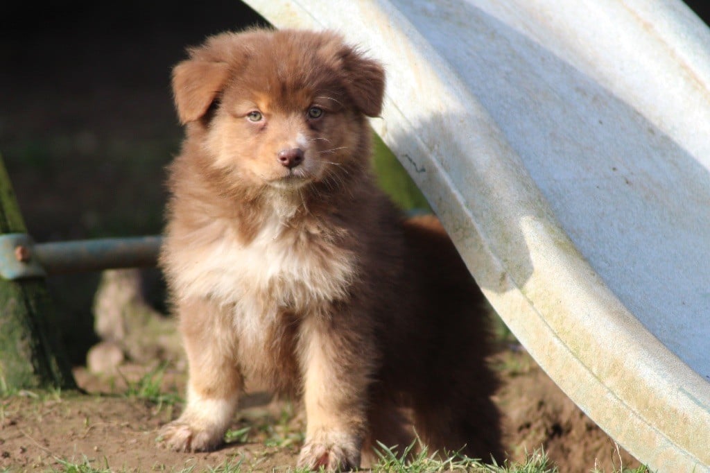 Dream Of Manou And Dounette - Chiots disponibles - Berger Australien