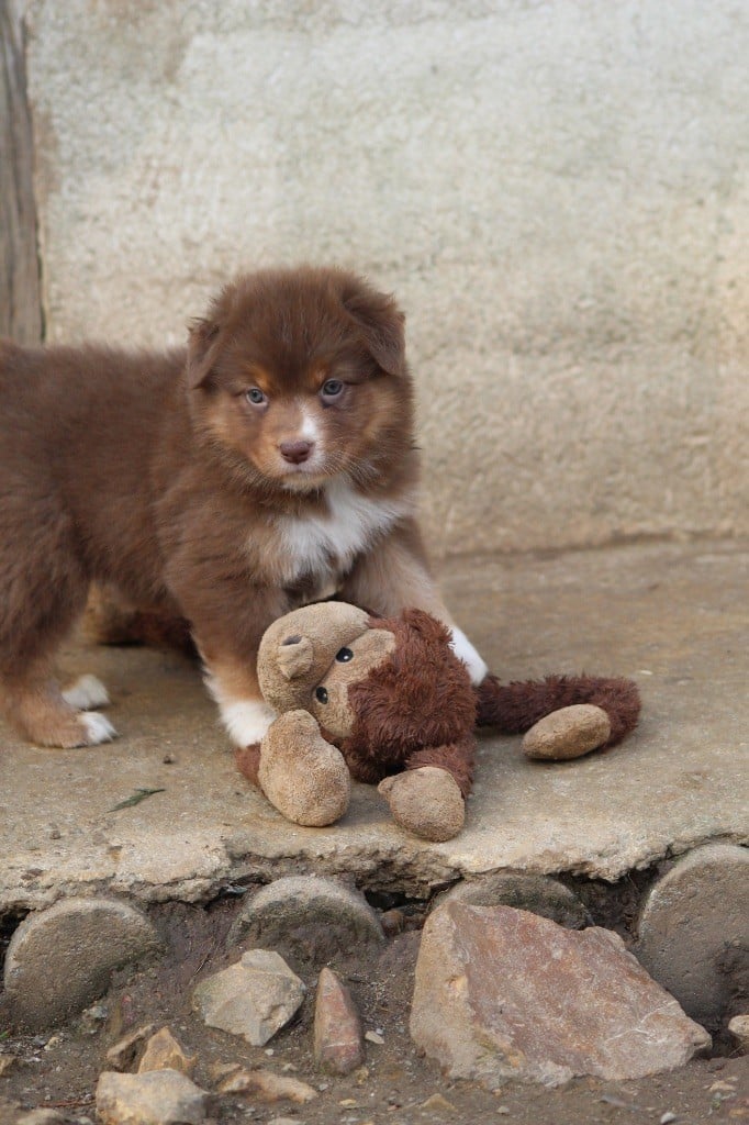 Dream Of Manou And Dounette - Chiots disponibles - Berger Australien