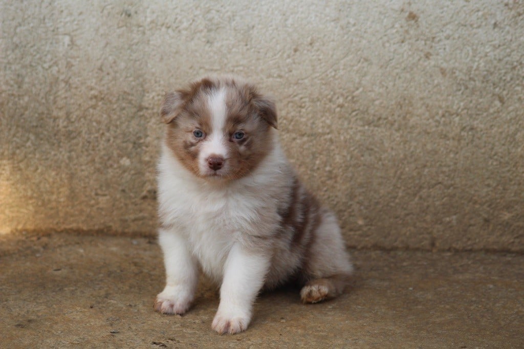 Dream Of Manou And Dounette - Chiots disponibles - Berger Australien