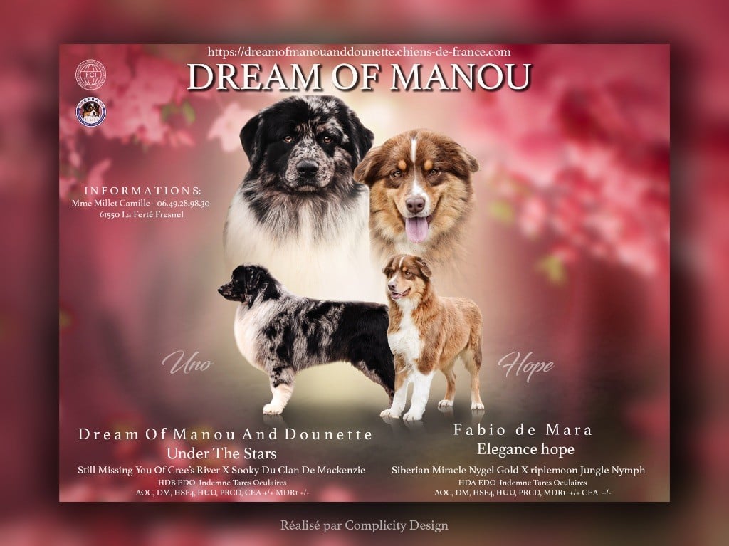 Dream Of Manou And Dounette - Berger Australien - Portée née le 11/09/2024