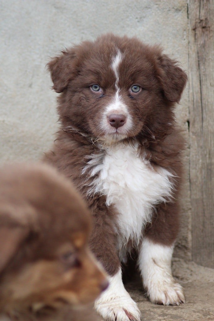 Dream Of Manou And Dounette - Chiots disponibles - Berger Australien