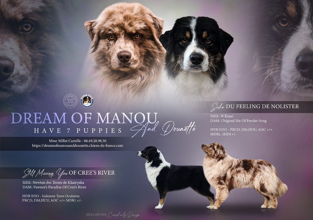 Chiot Berger Australien Dream Of Manou And Dounette