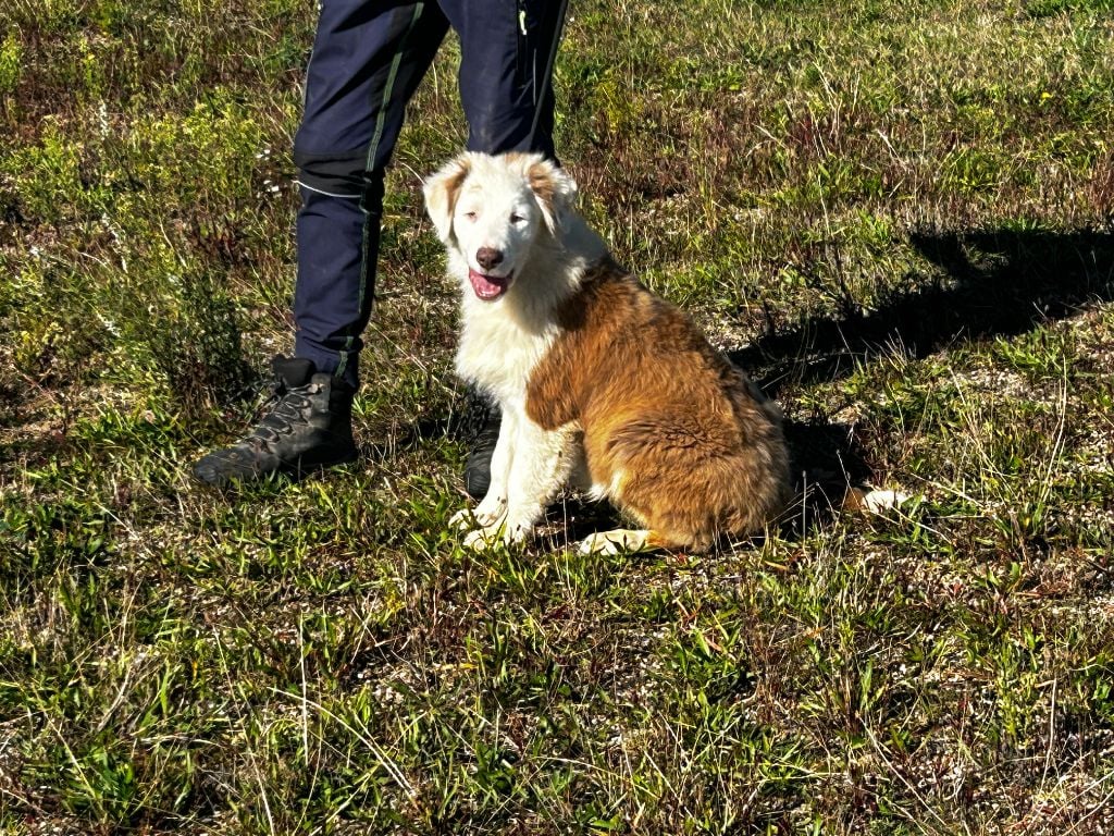 De La Vallée Du Bozançon - Chiots disponibles - Berger Australien