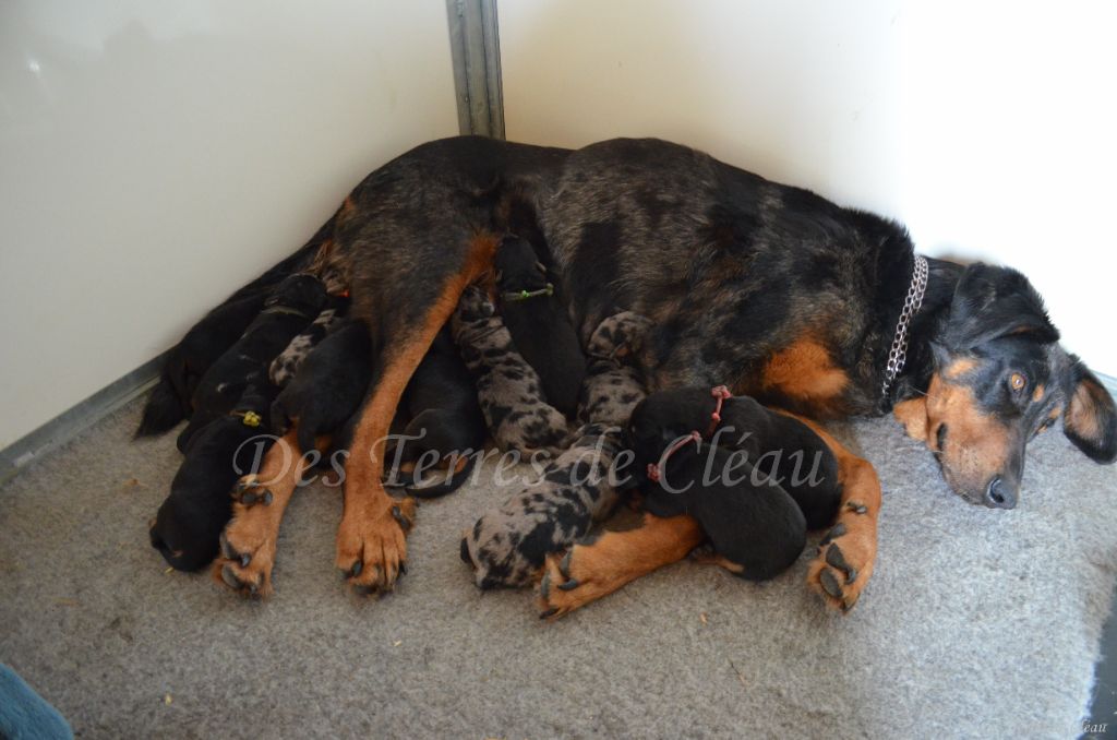 Chiot Berger de Beauce Des Terres De Cléau