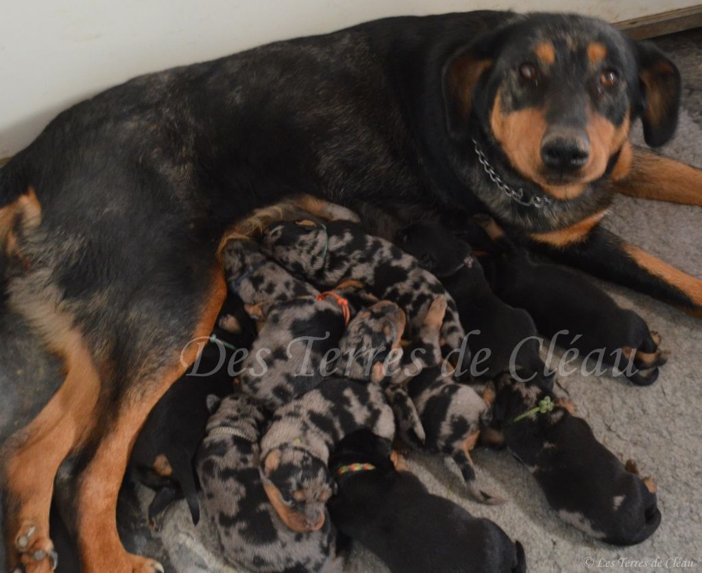 Chiot Berger de Beauce Des Terres De Cléau