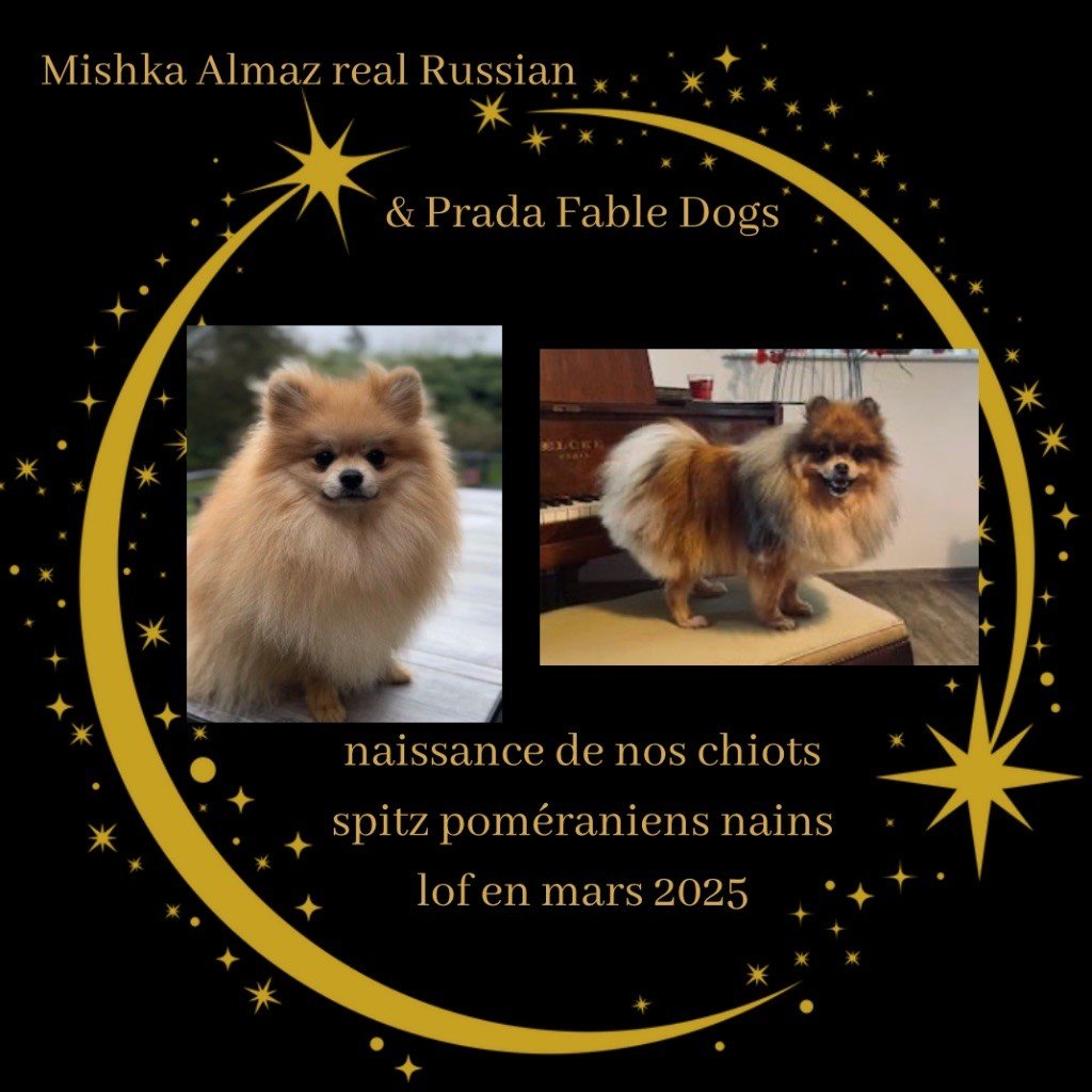 Bébés spitz poméranien nains lof