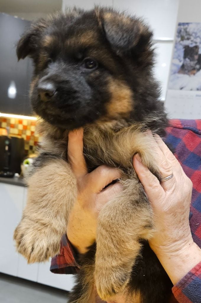 De L'Etang Des Gibaudières - Chiots disponibles - Berger Allemand Poil Long