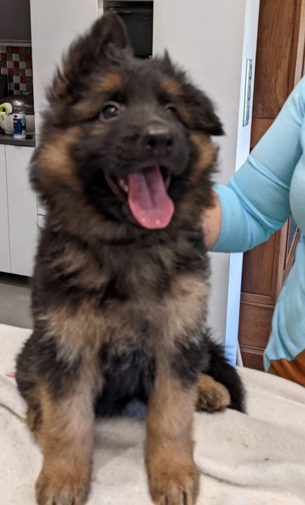 De L'Etang Des Gibaudières - Chiots disponibles - Berger Allemand Poil Long