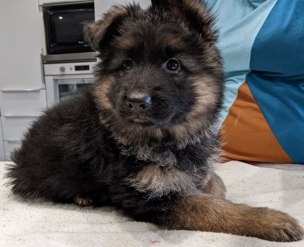 De L'Etang Des Gibaudières - Chiots disponibles - Berger Allemand Poil Long