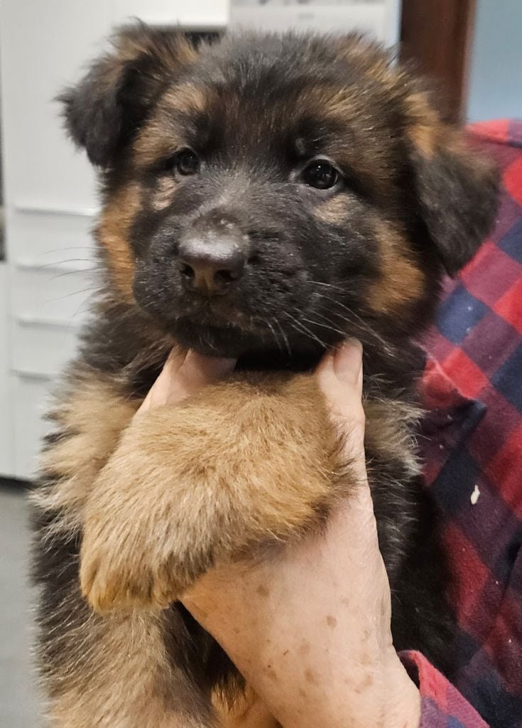 De L'Etang Des Gibaudières - Chiots disponibles - Berger Allemand Poil Long