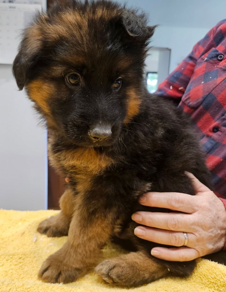 De L'Etang Des Gibaudières - Chiots disponibles - Berger Allemand Poil Long