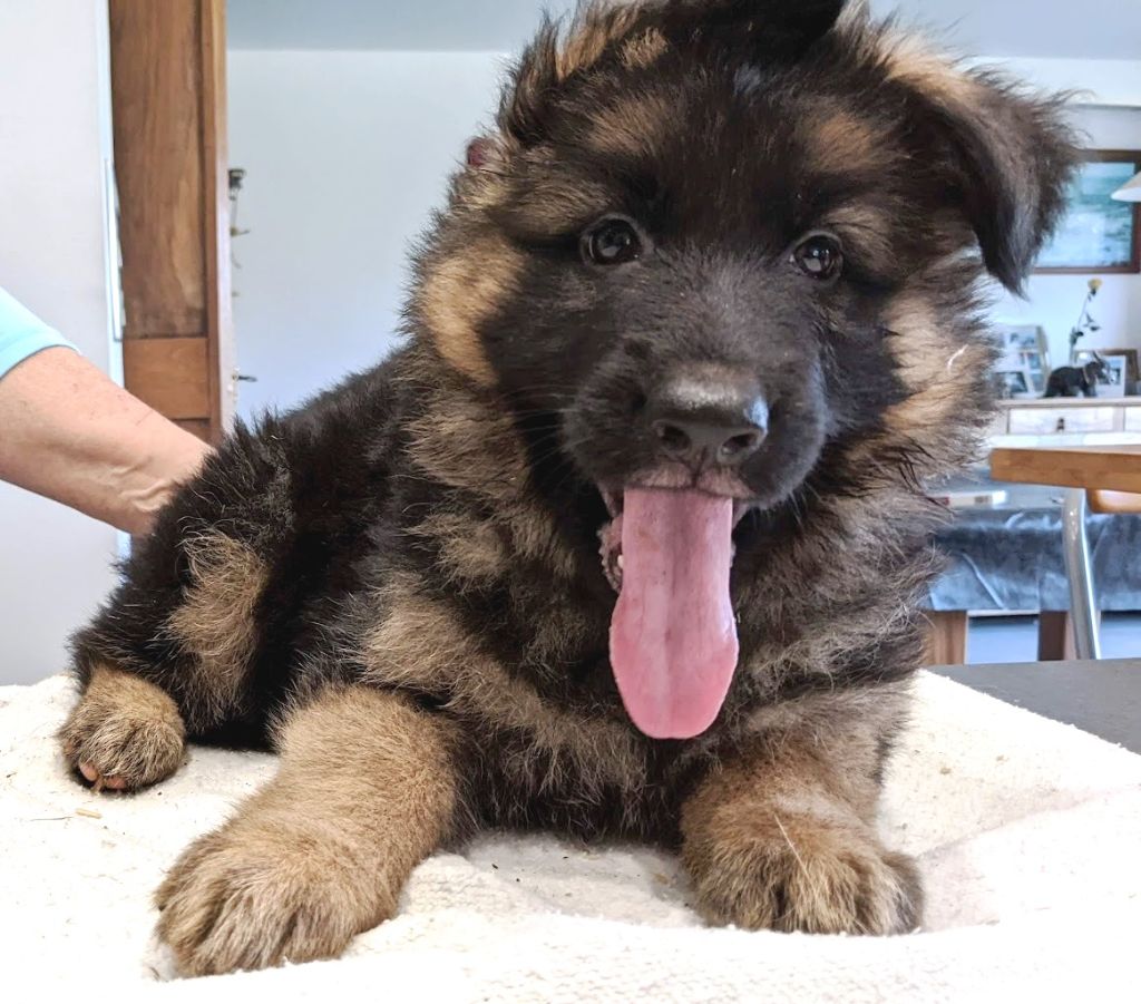 De L'Etang Des Gibaudières - Chiots disponibles - Berger Allemand Poil Long