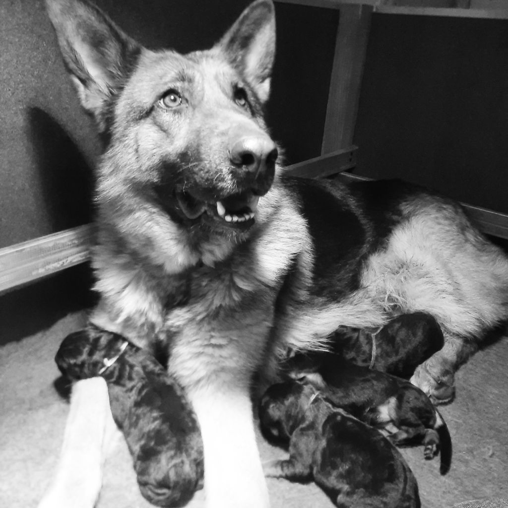 Chiot Berger Allemand Marie de Murard de Saint Romain