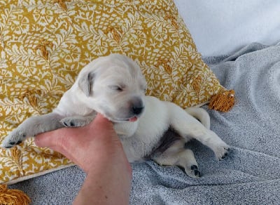 CHIOT mâle sans collier 