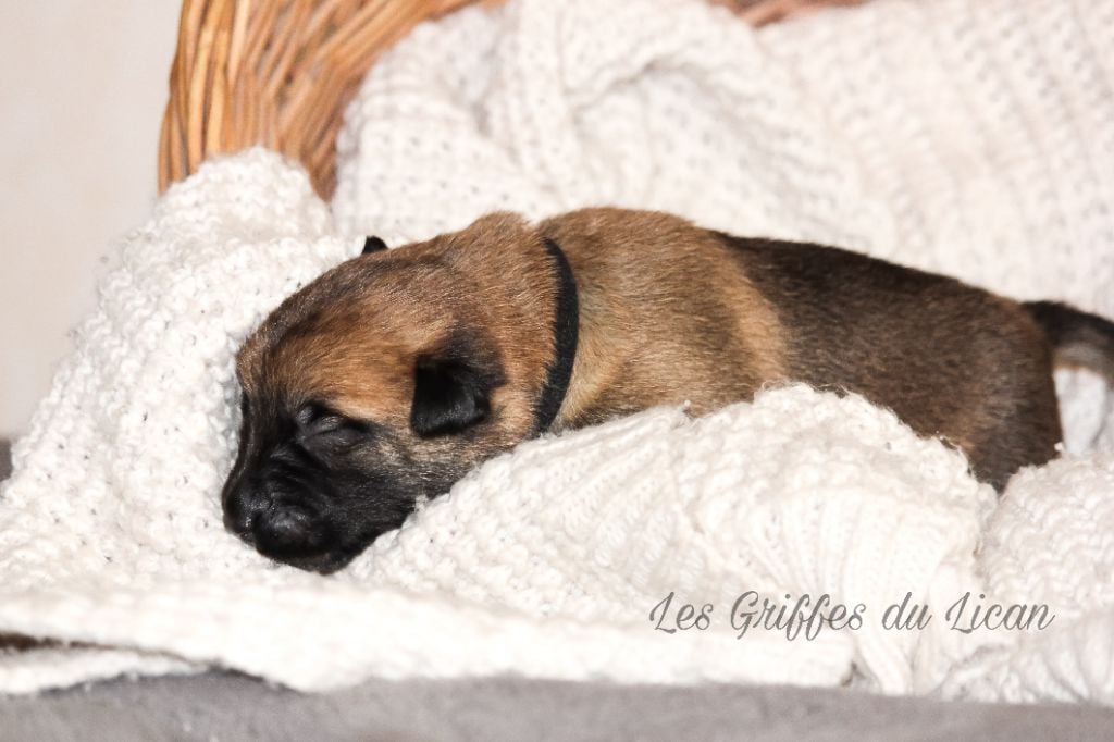 Des Griffes Du Lican - Chiots disponibles - Berger Belge