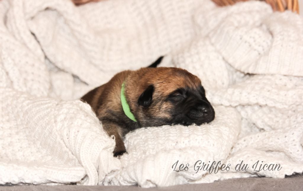 Des Griffes Du Lican - Chiots disponibles - Berger Belge