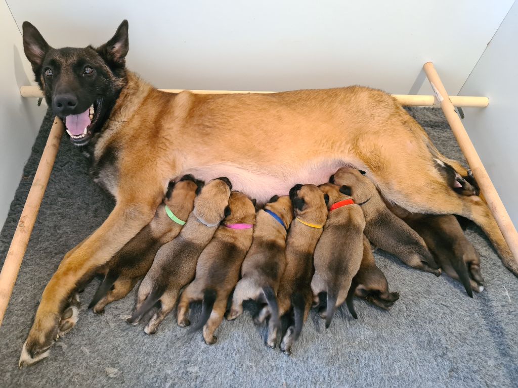 Chiot Berger Belge Des Griffes Du Lican