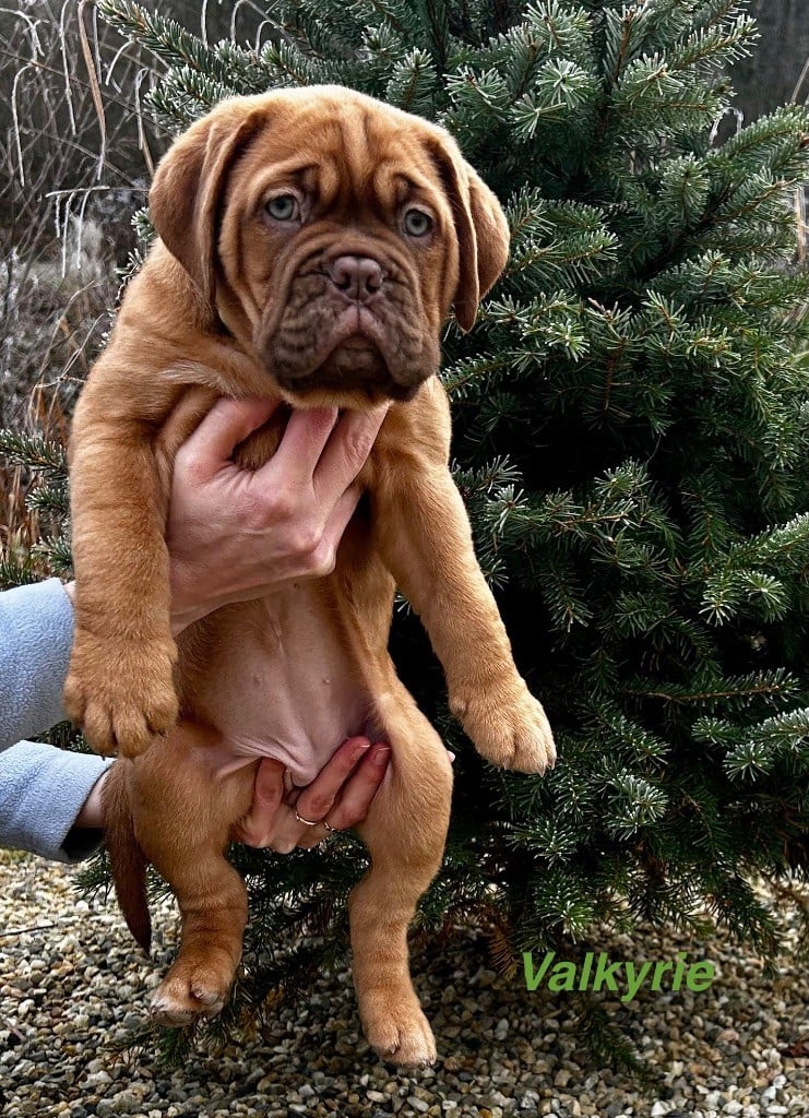 du Moulin Bezollais - Chiots disponibles - Dogue de Bordeaux