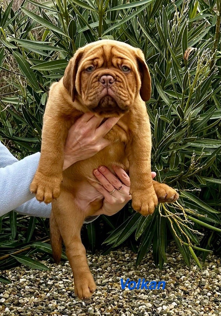 du Moulin Bezollais - Chiots disponibles - Dogue de Bordeaux