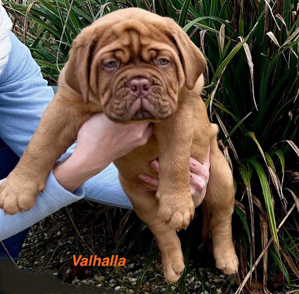 du Moulin Bezollais - Chiots disponibles - Dogue de Bordeaux