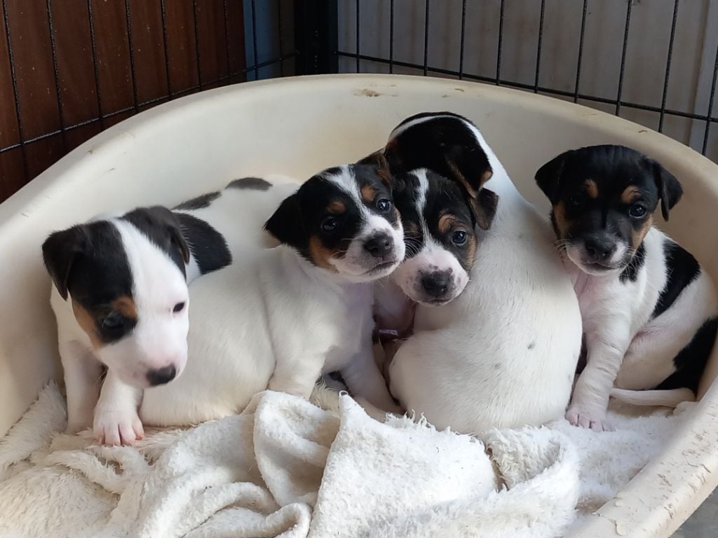 De La Poirodiere - Jack Russell Terrier - Portée née le 17/09/2023