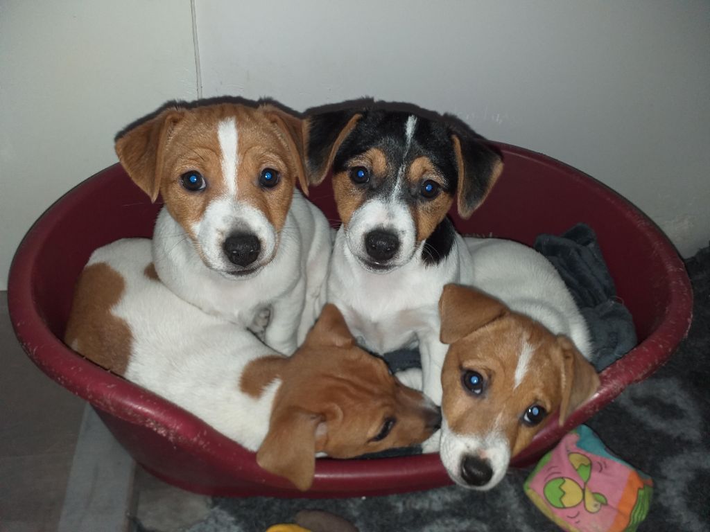 De La Poirodiere - Jack Russell Terrier - Portée née le 16/11/2022