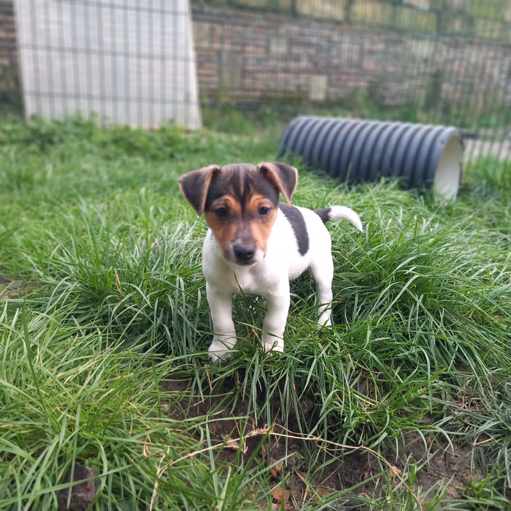 De La Poirodiere - Chiots disponibles - Jack Russell Terrier