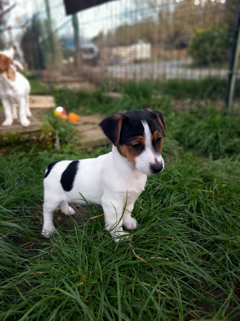 De La Poirodiere - Chiots disponibles - Jack Russell Terrier