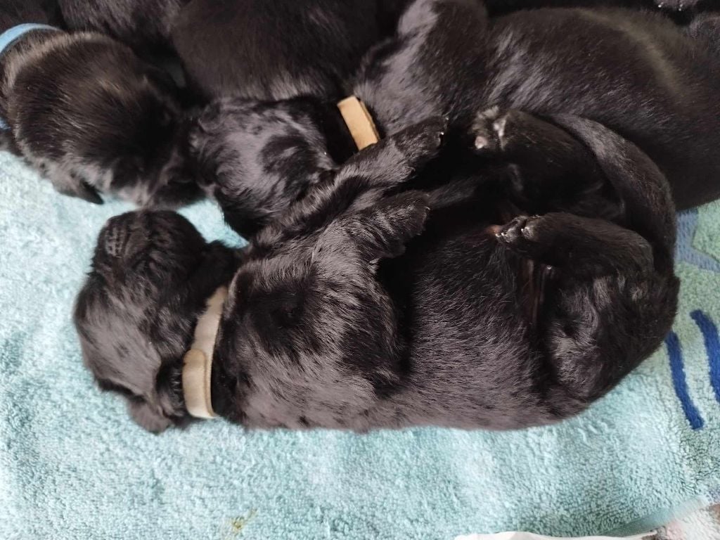 Des Ours Noirs Du Puits D'Havenat - Chiots disponibles - Terre-neuve