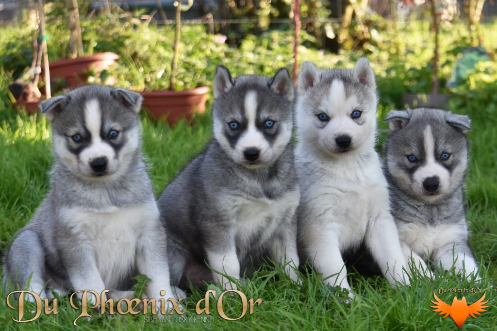 Chiot Siberian Husky Du Phoenix D'Or