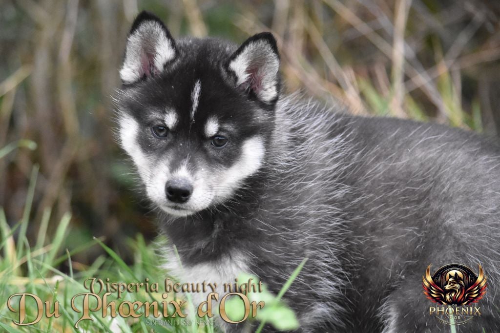 Du Phoenix D'Or - Chiots disponibles - Siberian Husky