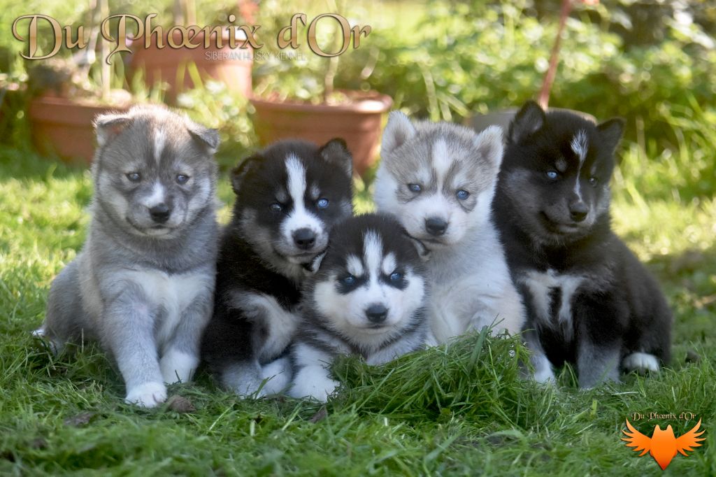 Chiot Siberian Husky Du Phoenix D'Or