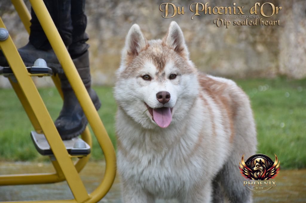 Du Phoenix D'Or - Chiots disponibles - Siberian Husky