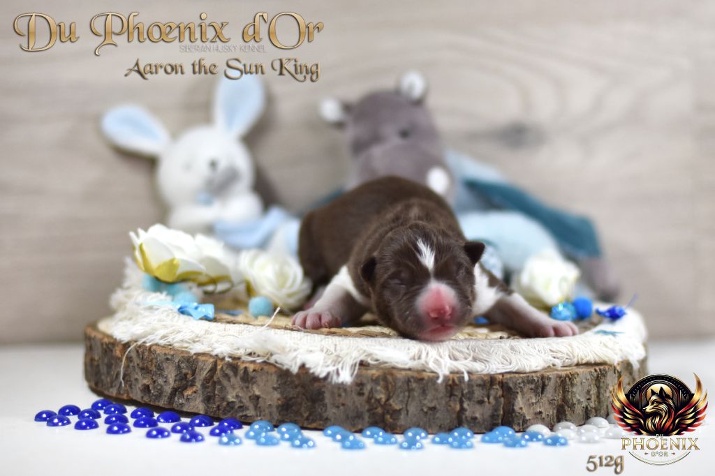 Du Phoenix D'Or - Chiots disponibles - Siberian Husky