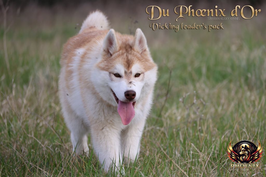 Du Phoenix D'Or - Chiots disponibles - Siberian Husky