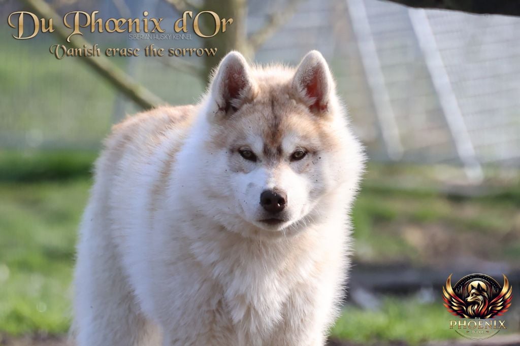 Du Phoenix D'Or - Chiots disponibles - Siberian Husky