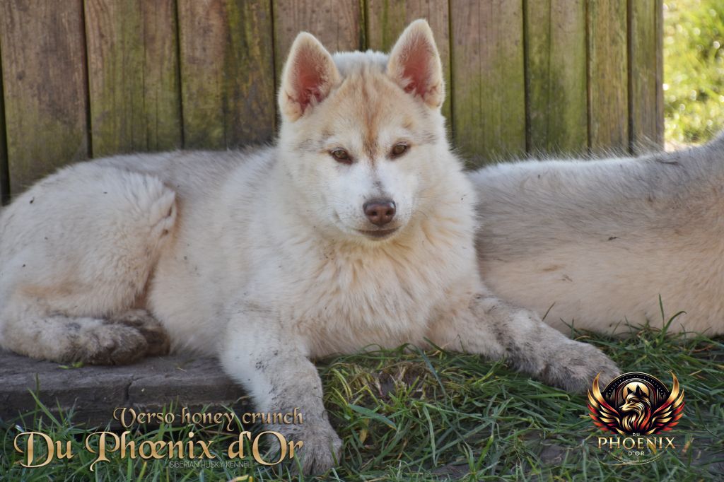 Du Phoenix D'Or - Chiots disponibles - Siberian Husky