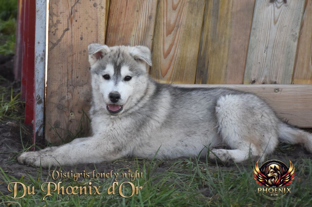 Du Phoenix D'Or - Chiots disponibles - Siberian Husky