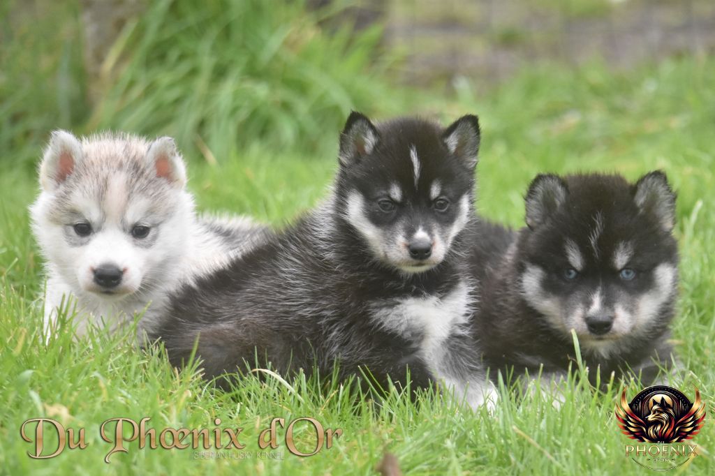 Du Phoenix D'Or - Siberian Husky - Portée née le 17/12/2024