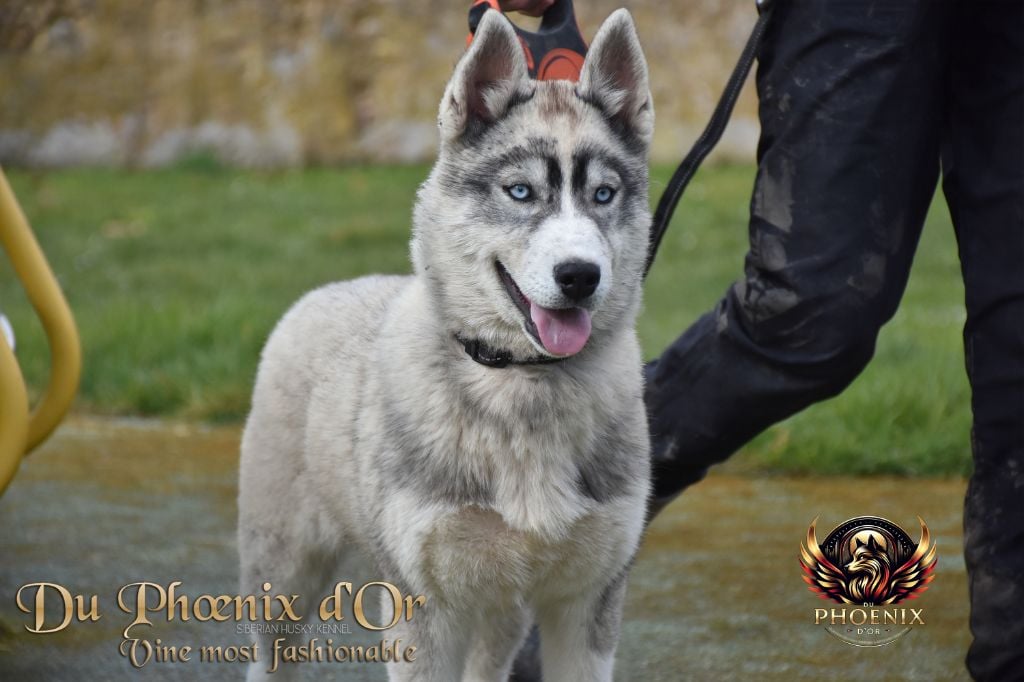 Du Phoenix D'Or - Chiots disponibles - Siberian Husky