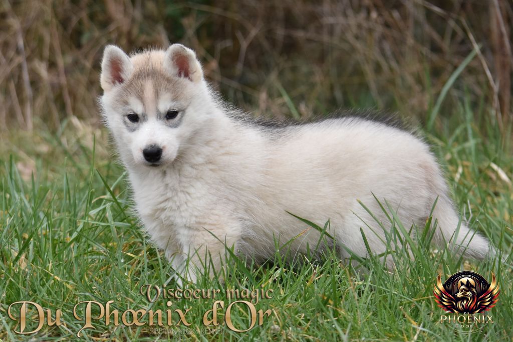 Du Phoenix D'Or - Chiots disponibles - Siberian Husky