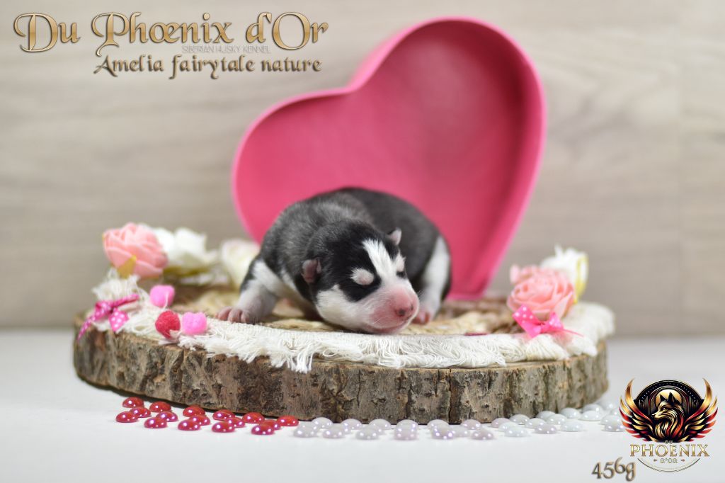 Du Phoenix D'Or - Chiots disponibles - Siberian Husky