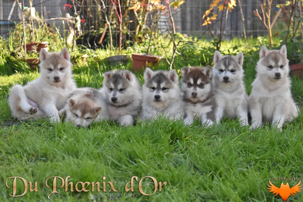 Chiot Siberian Husky Du Phoenix D'Or