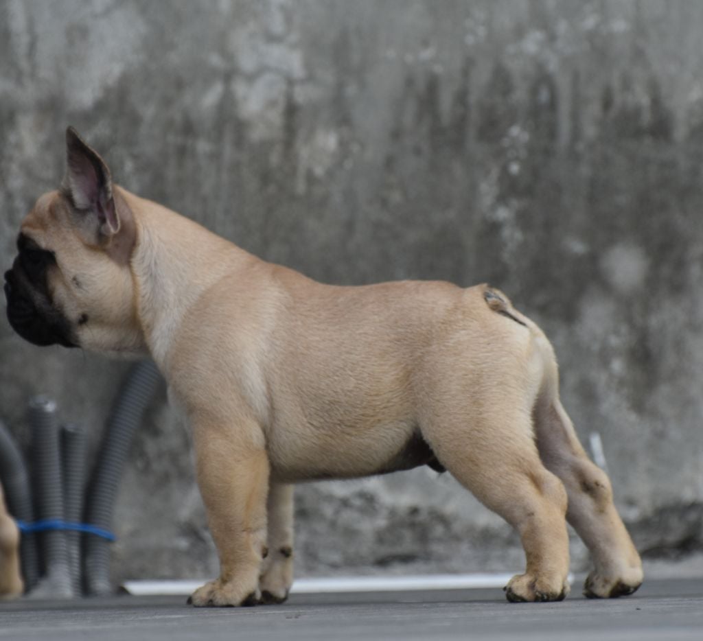 Du Nobel Frenchy - Bouledogue français - Portée née le 30/11/2022