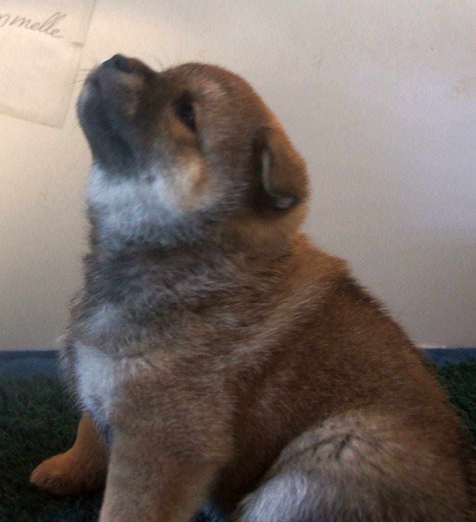 du Temple Okami - Chiots disponibles - Shiba