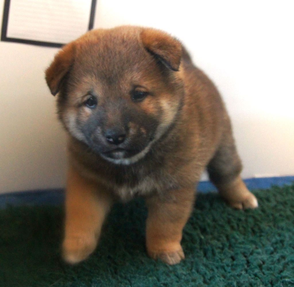 du Temple Okami - Chiots disponibles - Shiba