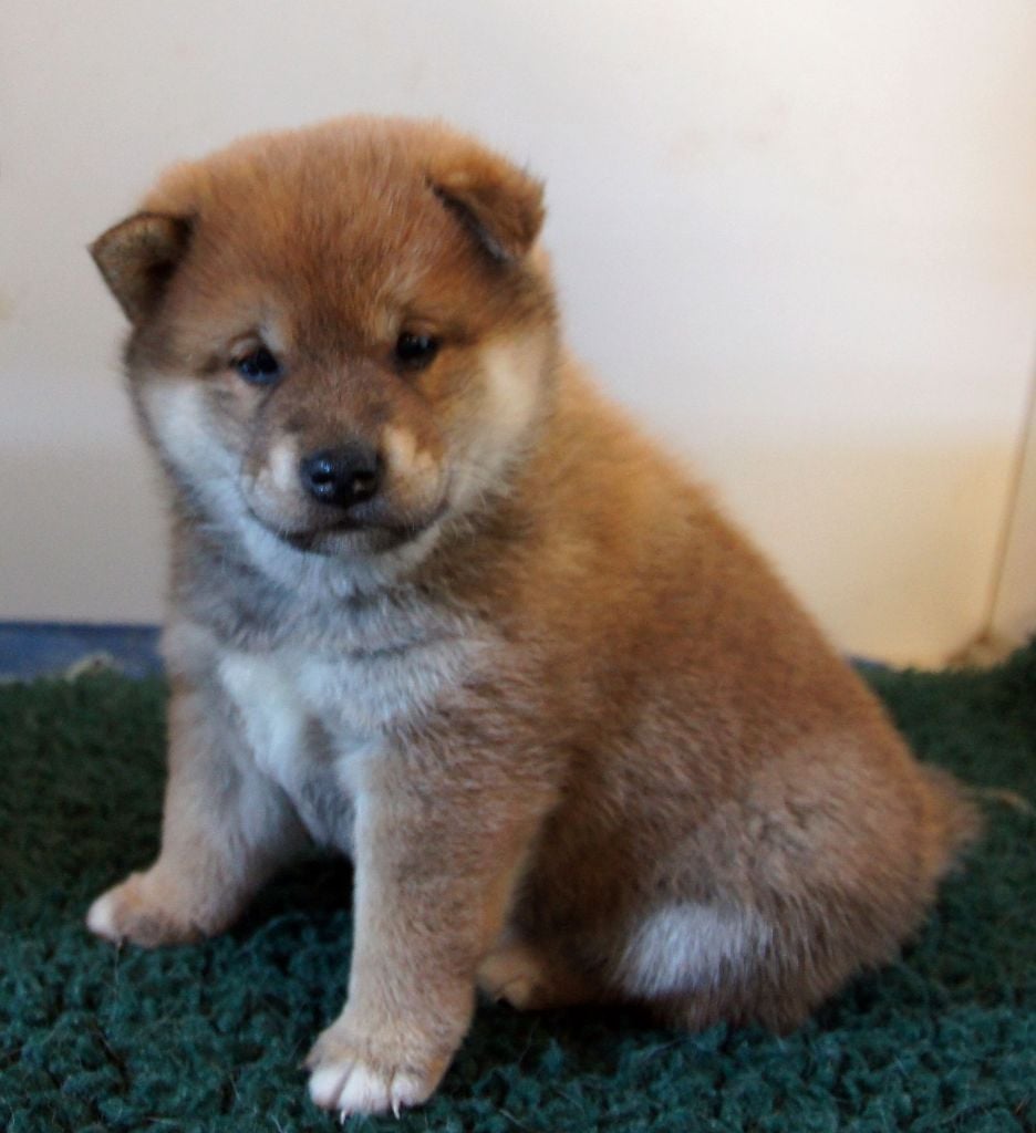 du Temple Okami - Chiots disponibles - Shiba