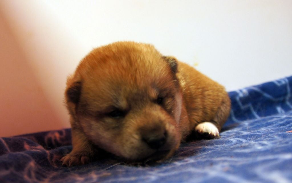 du Temple Okami - Chiots disponibles - Shiba